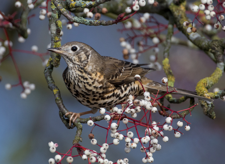 Mistle thrush on mistletoe, The WIldlife Trusts