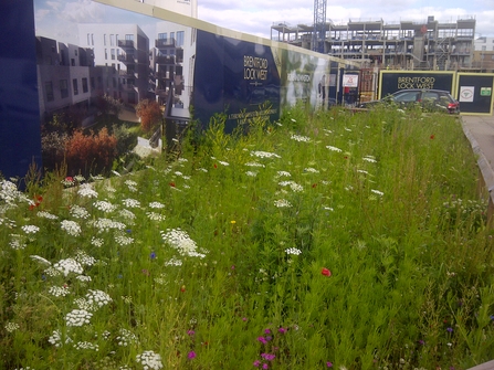 Brentford Lock development site wildflower hoarding buffer strip, Willmott Dixon