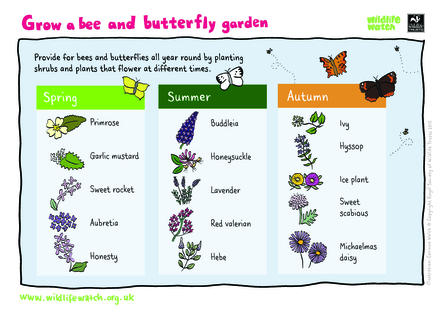 Bee and butterfly garden
