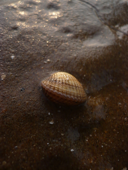 Cockle