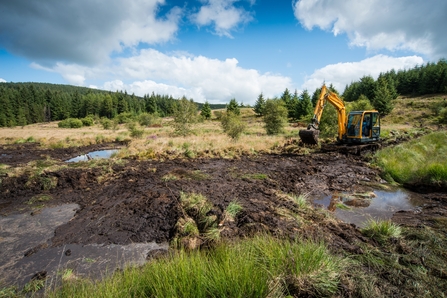 Restoring wetland habitats in the Cambrian Mountains