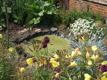 Tees Valley Wildlife Trust Growing Wild Schools Garden pond