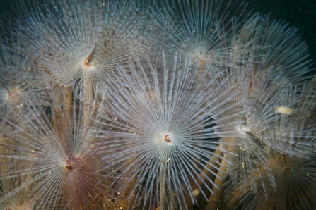 Peacock worms