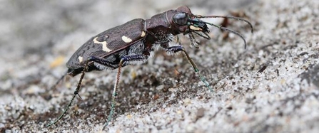 Heath tiger beetle