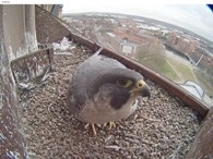 Peregrine webcam