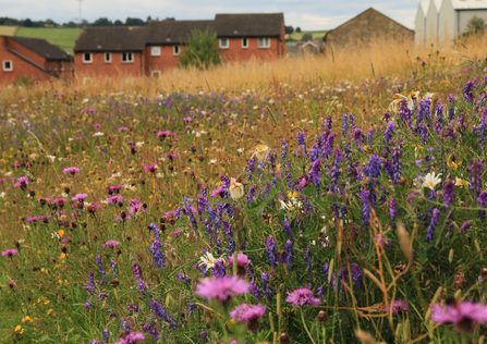 Wildflower meadow at Belper Coppice, Derbyshire