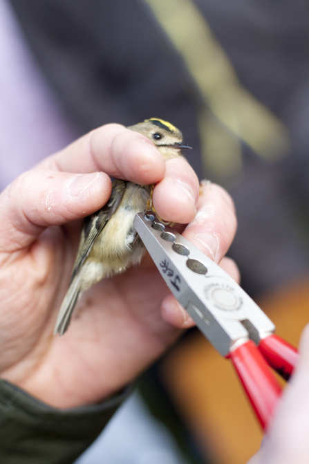 Bird ringing (c) Tom Marshall