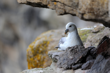 Fulmar