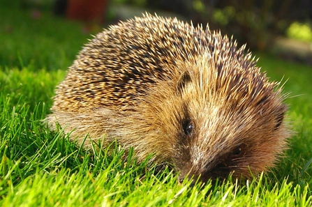 Hedgehog in grass, the Wildlife Trust