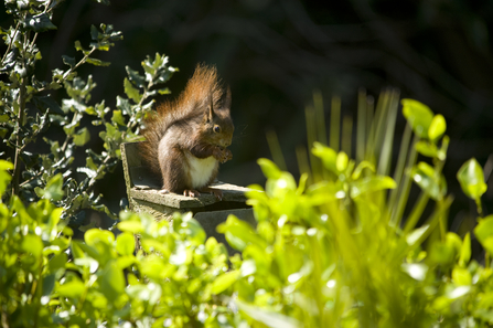 Red squirrel eating