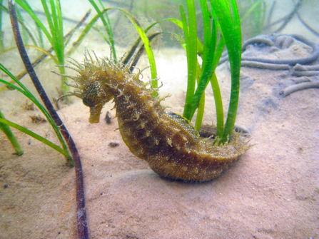 Spiny seahorse, the Wildlife Trusts