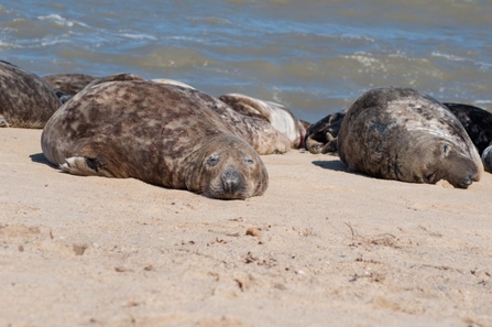 Grey seals sleeping (c) Gemma de Gouveia