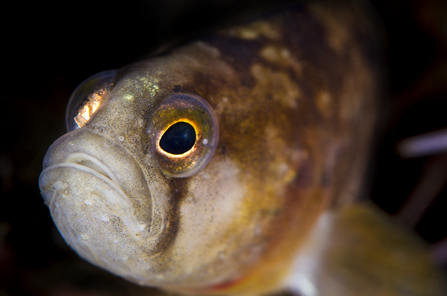 Butterfish