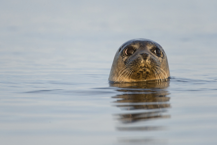 A common seal with its head out of the water, The Wildlife Trusts