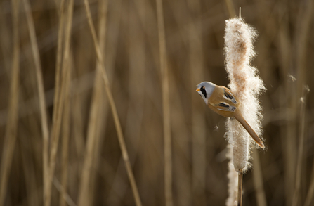 Signs Of Spring In Urban Wetland Little >> Urban Wildlife The Wildlife Trusts Signs Of Spring In Urban Wetland Little >> Urban Wildlife The Wildlife Trusts