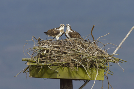 Dyfi osprey pair on a nesting platform