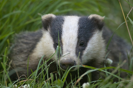 Badger in grass