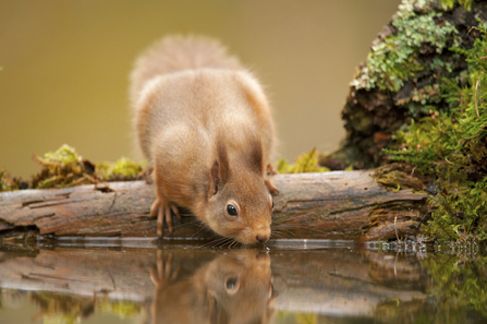 Red squirrel drinking