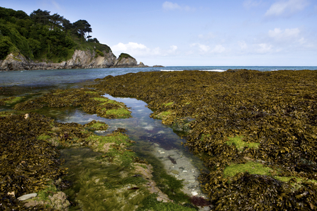 Rockpools and seaweed on the shore in summer, The Wildlife Trusts