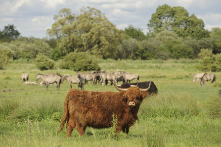 Highland cow in a field with grazing ponies in the background, The Wildlife Trusts