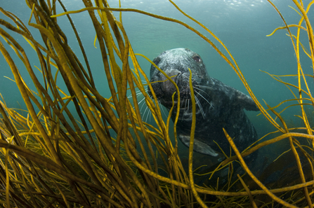 Revealed for National Marine Week – seven secrets of our amazing seabeds and three ways to help save them Revealed for National Marine Week – seven secrets of our amazing seabeds and three ways to help save them