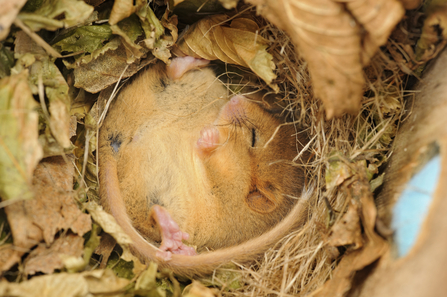 Hazel dormouse in a nest box, The Wildlife Trusts