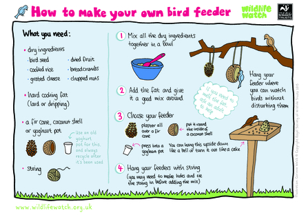 How to make a bird feeder