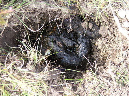 Identify poo | The Wildlife Trusts