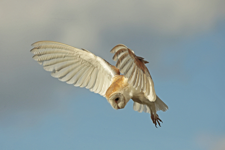 barn owl wildlife trust