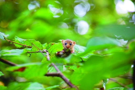 Dormouse
