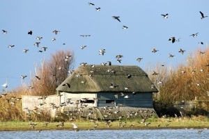 Norfolk Wildlife Trust
