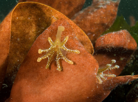 Stalked jellyfish