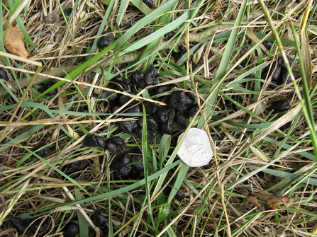 Deer droppings