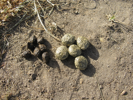 Rabbit and hare droppings