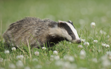 Badger