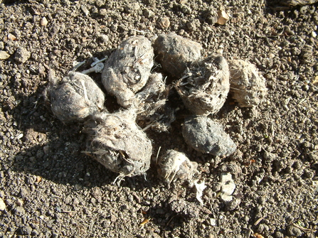 Owl pellets