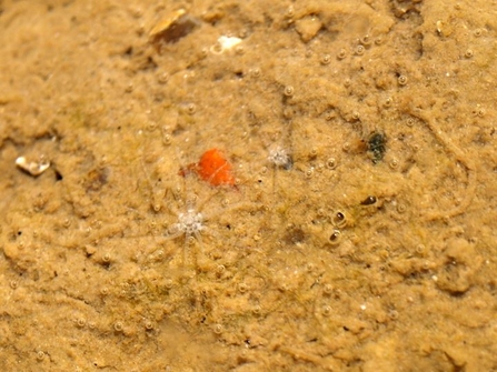 Starlet sea anemone