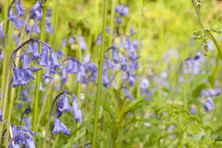 Native bluebells