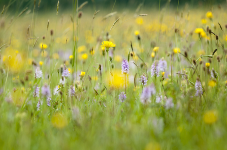 meadows of flowers