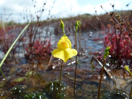 Bladderwort