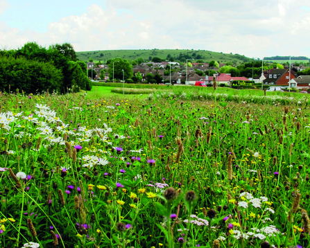 meadow