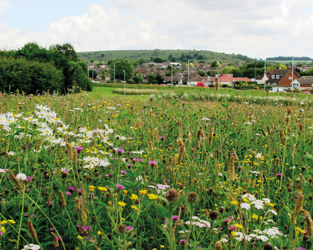 meadow