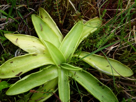 butterwort