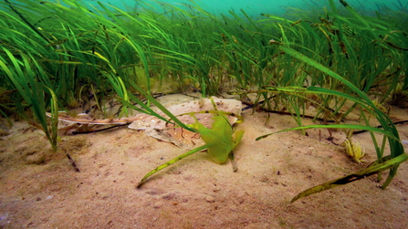 Juvenile undulate ray