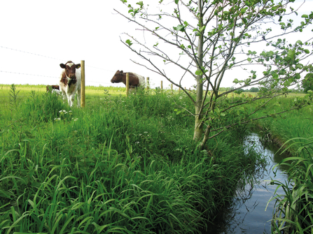 Nature recovery network Tenpenny Brook - 6 months later