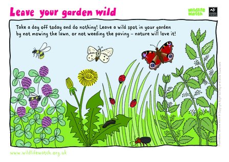 wild garden