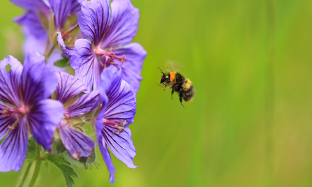 bee