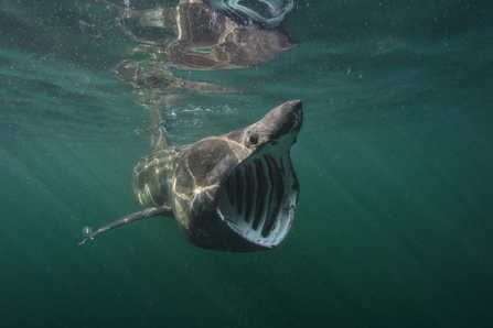basking shark