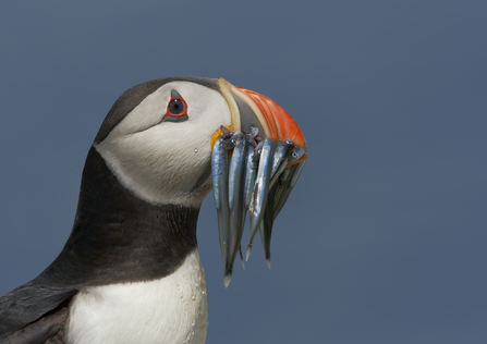 Puffin with sand eels