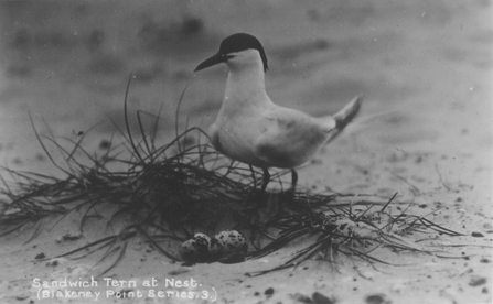 Sandwich tern at Blakeney Point, Norfolk - one of 284 special wildlife sites identified by Charles Rothschild and his colleagues